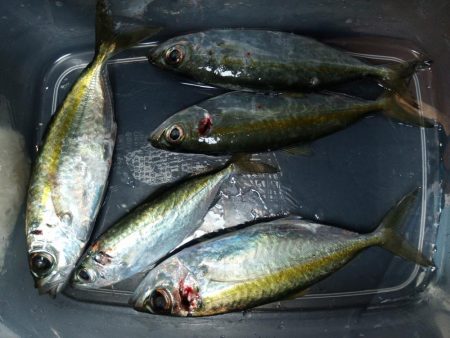 冬に貴重な無風の日