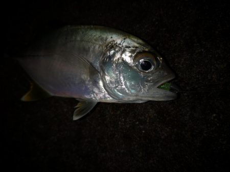 ナイトワームでメッキ釣り