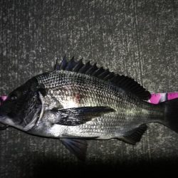 南港へち釣行 （12/22 久々の南港ヘチ釣り キビレチヌ 48cm、大型ハゼ 釣果有り）