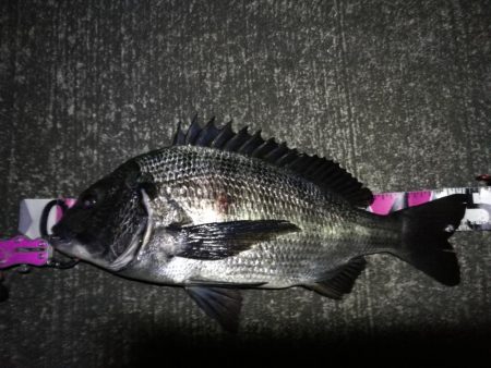 南港へち釣行 （12/22 久々の南港ヘチ…