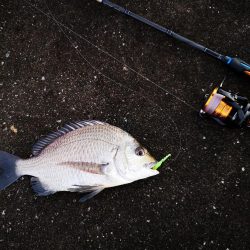 ワームでミナミクロダイ