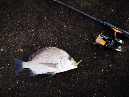 ワームでミナミクロダイ