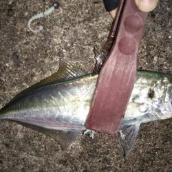 楽しいアジング