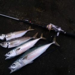 尺アジ、尺サバ祭り