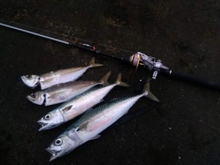 尺アジ、尺サバ祭り