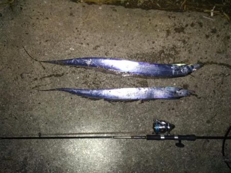 タチウオまだ居ます