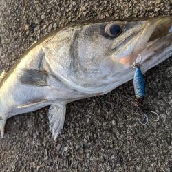 きましたランカー