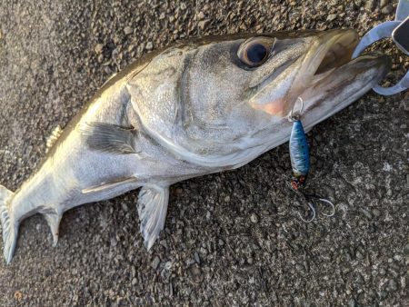 きましたランカー