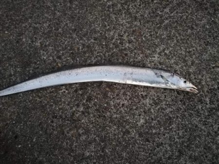 久々に強烈な引きを味わえました！　