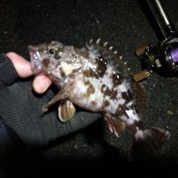 【釣り】南港へち釣行 （12/29 南港ヘチ釣り ガシラ、真鯛（チャリコ） 釣果有り）