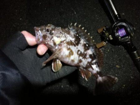 【釣り】南港へち釣行 （12/29 南港ヘチ釣り ガシラ、真鯛（チャリコ） 釣果有り）