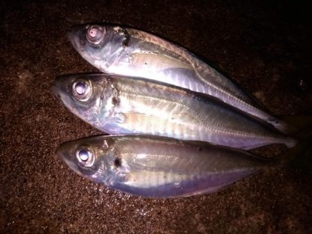 良型アジ、サバ狙うも