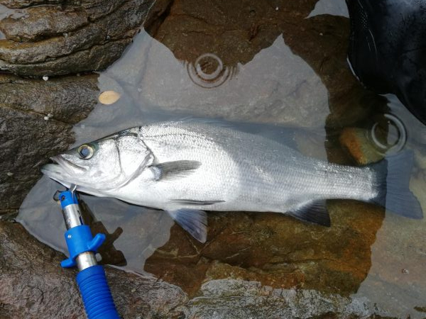 釣り納めでサイズアップ