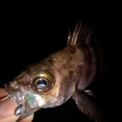 釣り納めはメバリング(*\’▽\’)