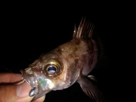 釣り納めはメバリング(*\’▽\’)