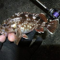 南港へち釣行 （12/31 大晦日だよ！南港ヘチ釣り ガシラ、タコ 釣果有り）