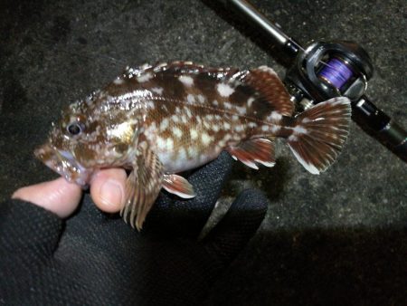 南港へち釣行 （12/31 大晦日だよ！南港ヘチ釣り ガシラ、タコ 釣果有り）