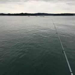 ヘダイ3匹(最大31㎝)、ボラ2匹(最大55㎝)、ガシラ1匹