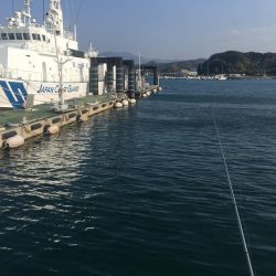 コアジ5匹のみ　強風　波高