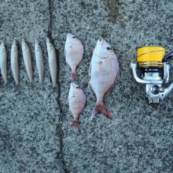 初冬のキス釣り