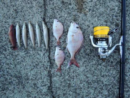 初冬のキス釣り