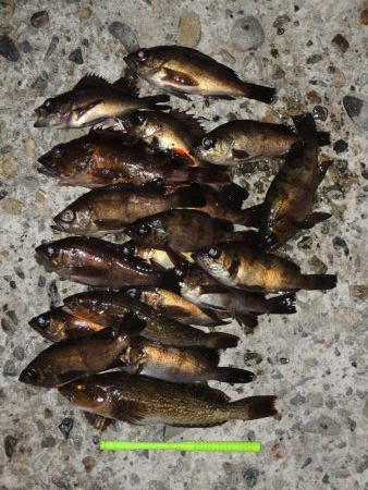 エビ撒きでメバル釣り