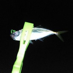 仕事終わりにアジング行って来ました。