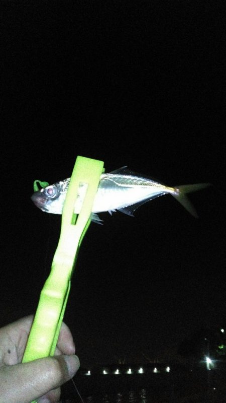 仕事終わりにアジング行って来ました。