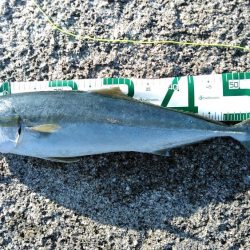 ワラサがガツン！