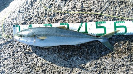 ワラサがガツン！