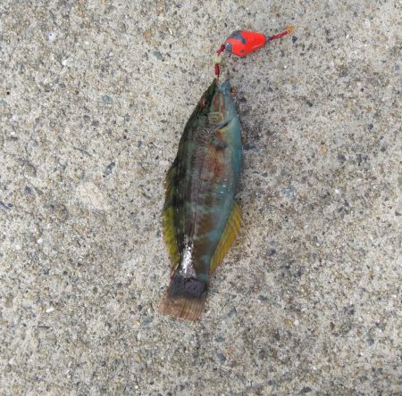 久しぶりの根魚