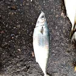 噂の大アジ、大鯖