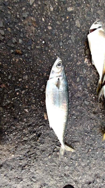 噂の大アジ、大鯖