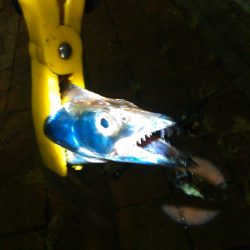 アジングとタチウオテンヤ