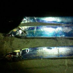 タチウオの後はサビキ