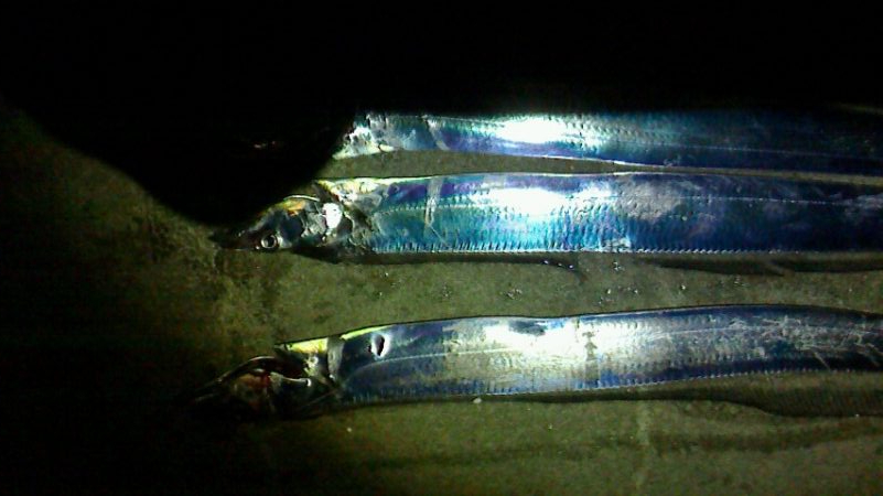 タチウオの後はサビキ