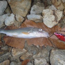 バイブレーションを