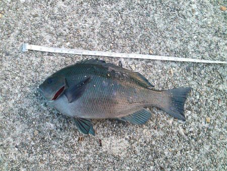 40cm大サバに、チヌ＆グレ！