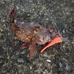 お宝発見! 神戸沖堤!