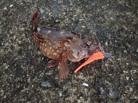 お宝発見! 神戸沖堤!