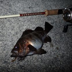 ちょこっとメバリング!