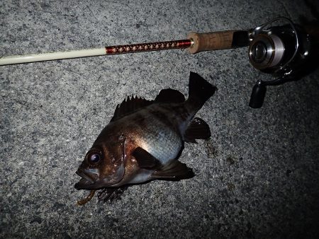 ちょこっとメバリング!