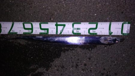 まあまあサイズ