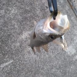 小ぶりなシーバス