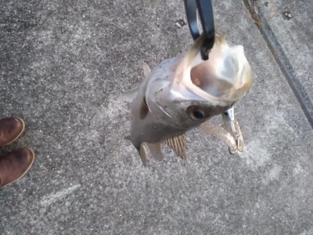 小ぶりなシーバス