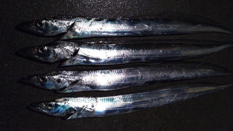 雨中のタチウオ