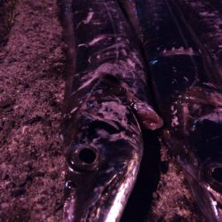 タチウオまだいける？