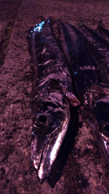 タチウオまだいける？