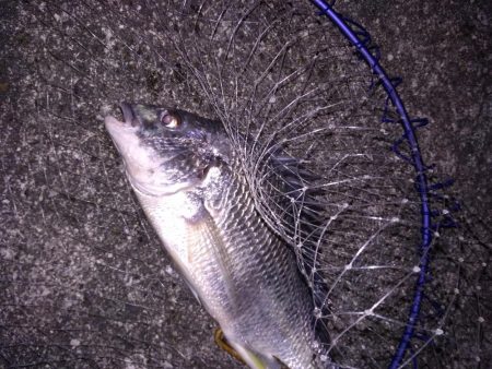 ライトワインドで