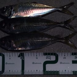 尺アジ3発